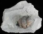 Wide, Enrolled Flexicalymene Trilobite - Ohio #61011-1